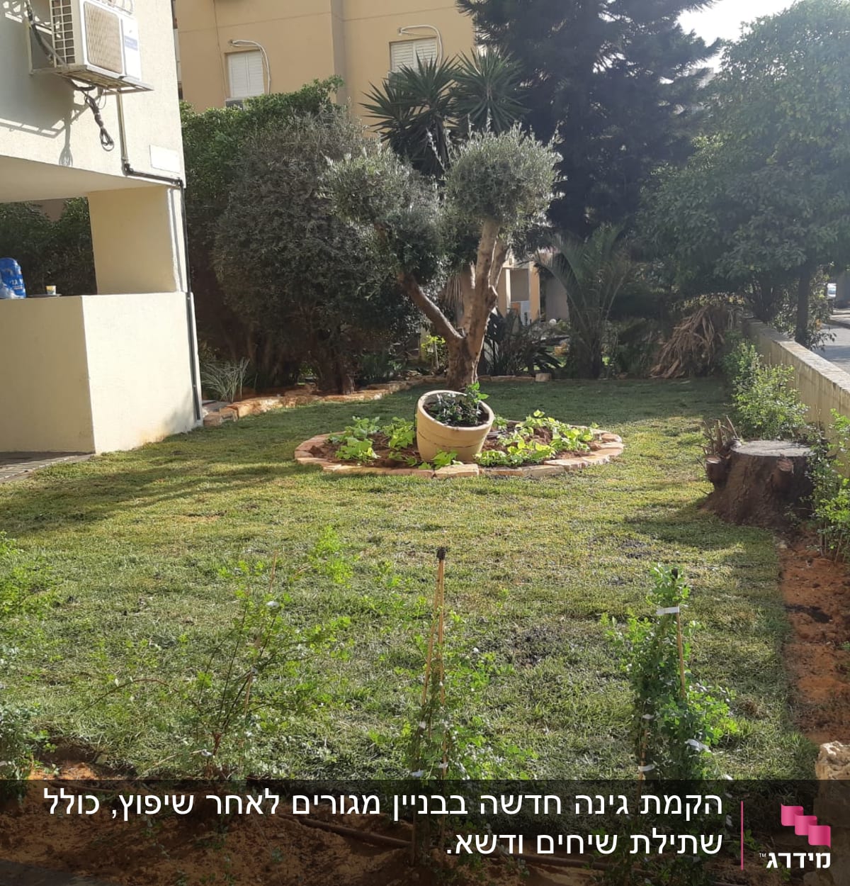 גינה עם דשא, עציץ עגול ועץ קטן במרכז